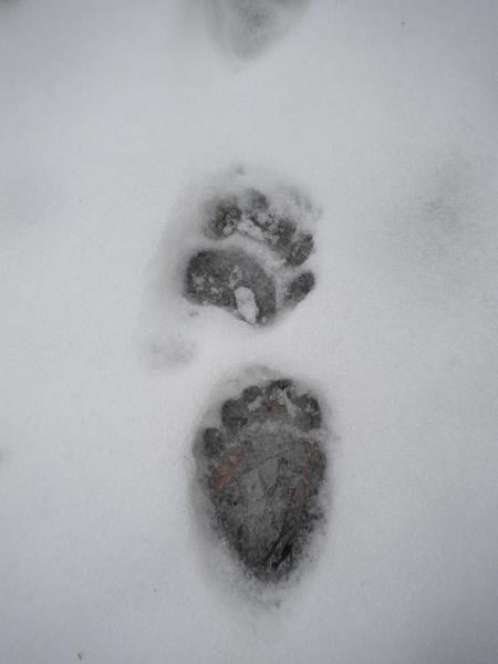 "Track" the Seasons with an OSMP Naturalist