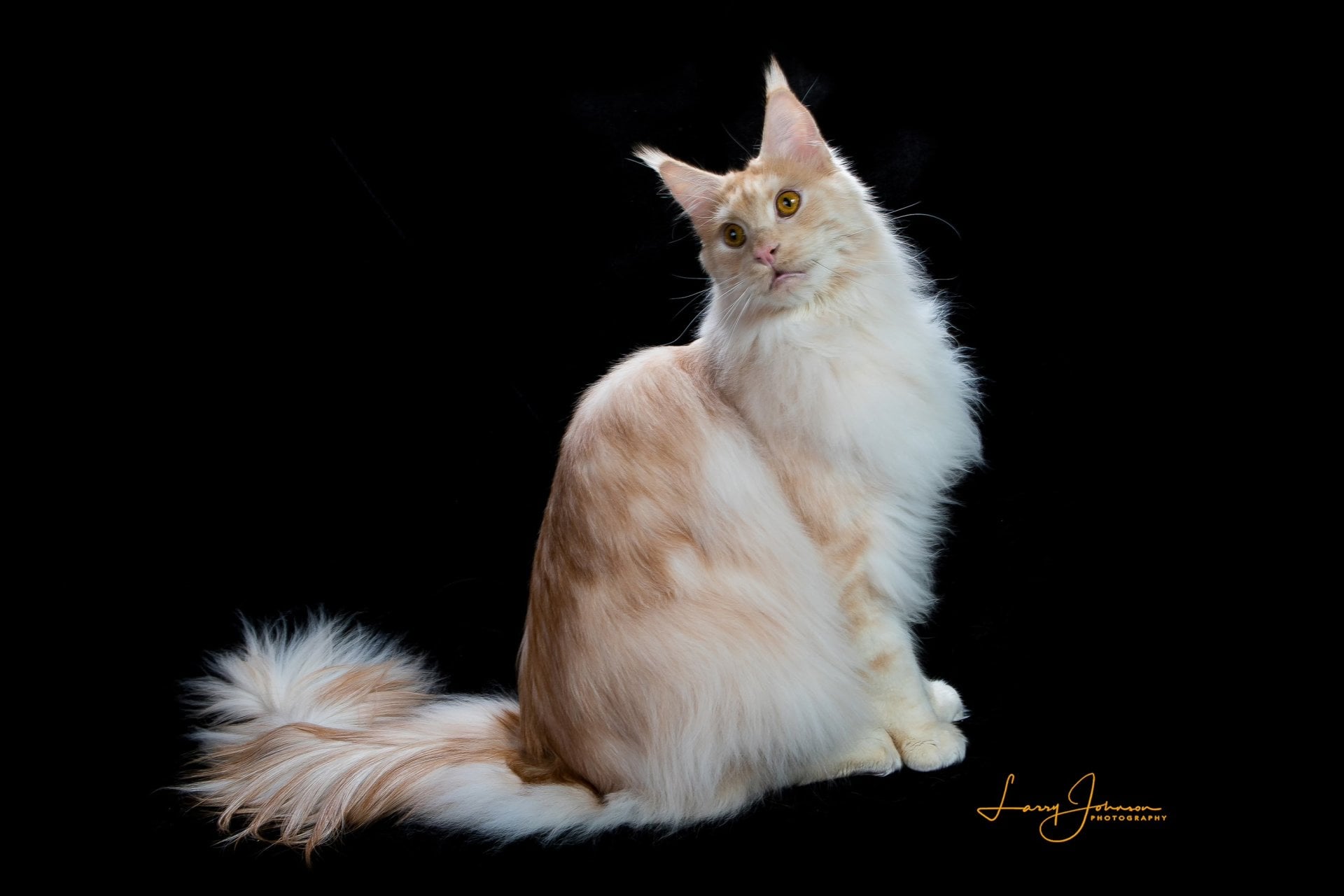 Halloween Cat Show
